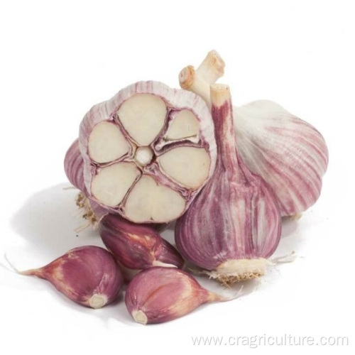 Supply Crop Normal White Fresh Garlic